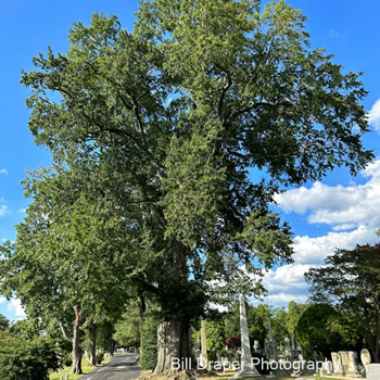 Willow Oak (Quercus Phellos)